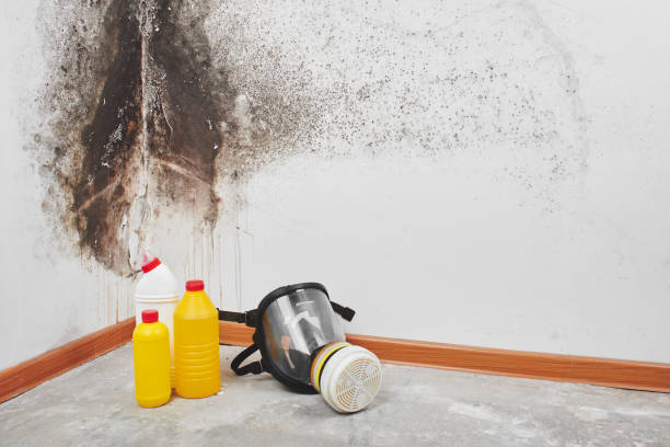 Best Office Mold Removal Services  in Willows, CA