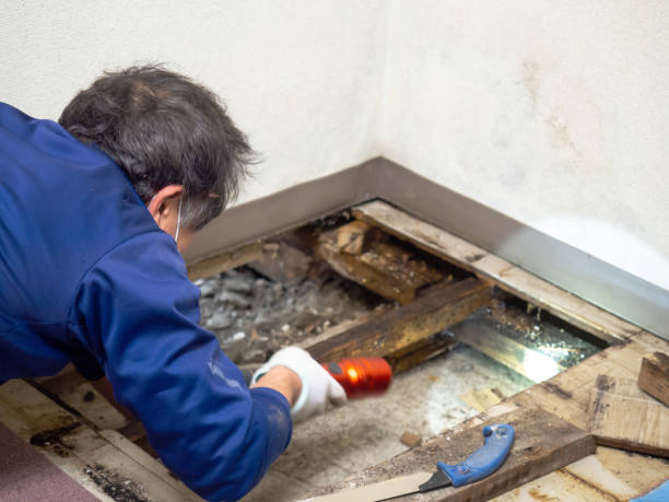 Best Emergency Mold Removal  in Willows, CA