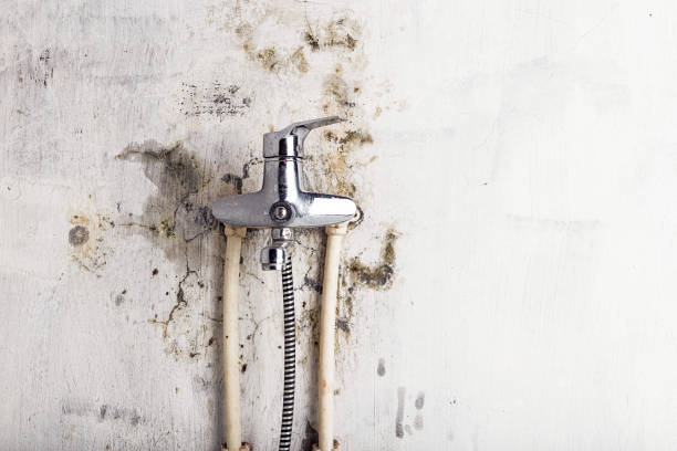 Best Mold Remediation  in Willows, CA