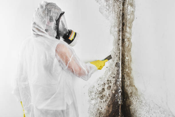 Best Local Mold Removal Service  in Willows, CA