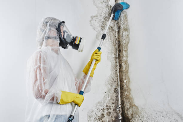 Crawl Space Mold Removal in Willows, CA