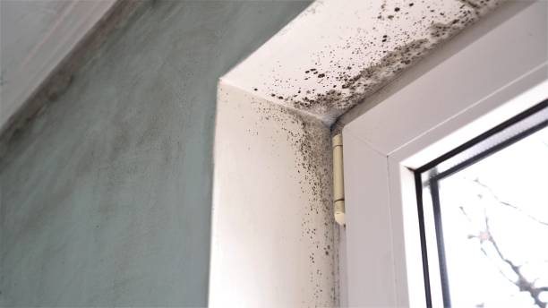 Home Mold Removal in Willows, CA