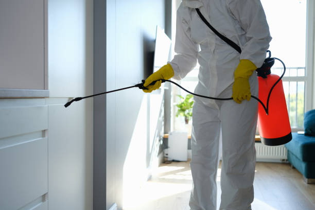 Best Mold Testing and Removal  in Willows, CA