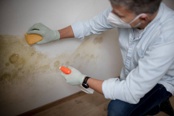 Best Certified Mold Removal  in Willows, CA