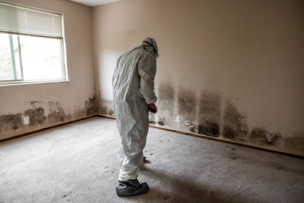 Best Certified Mold Removal  in Willows, CA