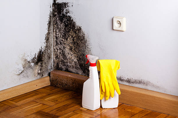 Best Mold Damage Repair  in Willows, CA