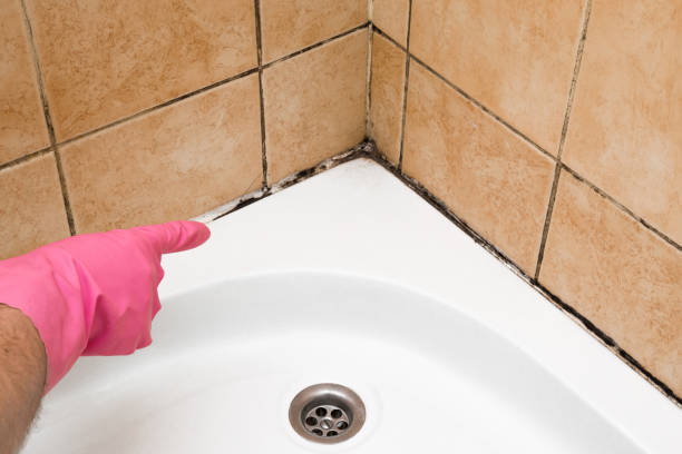 Best Affordable Mold Removal  in Willows, CA